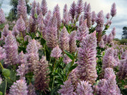 PTILOTUS EXALTATUS 'JOEY' Sydney's Plant Market